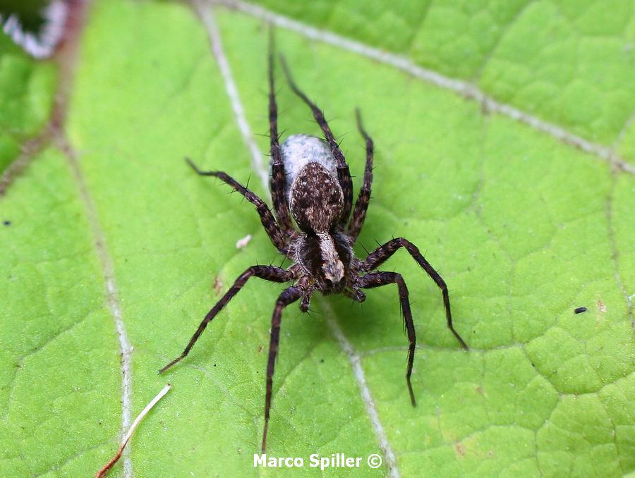 Pardosa lugubris s.l. con ovisacco - Val d''assa (VI)